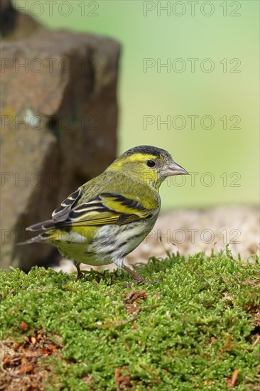 Eurasian siskin (Carduelis spinus), male sitting on moss, mossy ground, Wilnsdorf, North Rhine-Westphalia, Germany, Europe