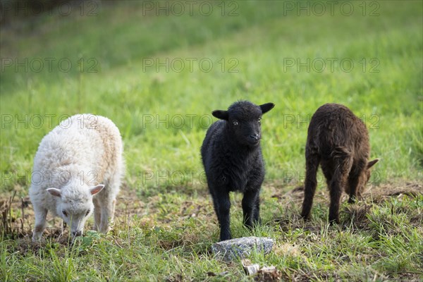 Three lambs are standing in a meadow, one black, one brown and one white-brown. Ouessant sheep (Breton dwarf sheep) and Ouessant sheep mix