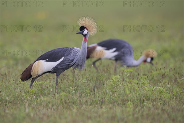 Crowned crane (Balearica regulorum), Ngorongoro Crater, Tanzania, Africa