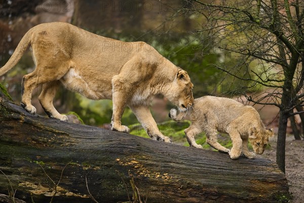 Asiatic lion (Panthera leo persica) lioness with her cub, captive, habitat in India