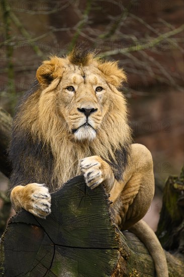 Asiatic lion (Panthera leo persica) male lying on a tree trunk, captive, habitat in India