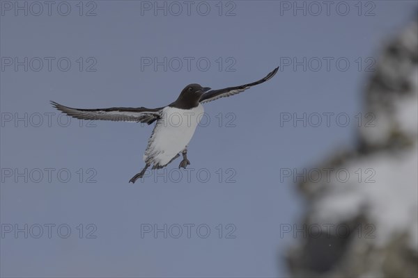 Common guillemot (Uria aalgae), flight, in the snow, Hornoya, Hornoya, Varangerfjord, Finmark, Northern Norway