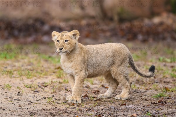 Asiatic lion (Panthera leo persica) cub standing in the dessert, captive, habitat in India