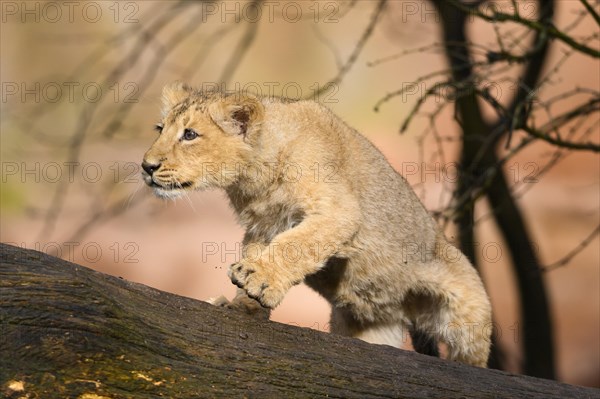 Asiatic lion (Panthera leo persica) cub climbing on a tree, captive, habitat in India