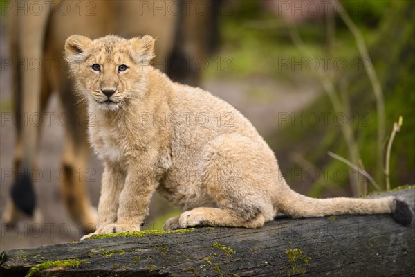 Asiatic lion (Panthera leo persica) cub sitting on a tree trunk, captive, habitat in India