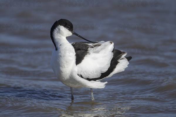 Pied avocet (Recurvirostra avosetta) adult bird preening in a lagoon, England, United Kingdom, Europe