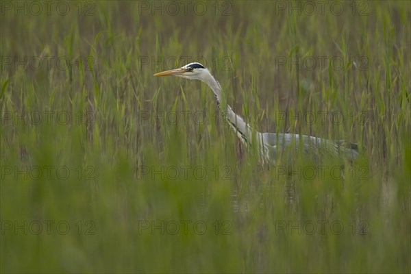 Grey heron (Ardea cinerea) adult bird in a reedbed, England, United Kingdom, Europe