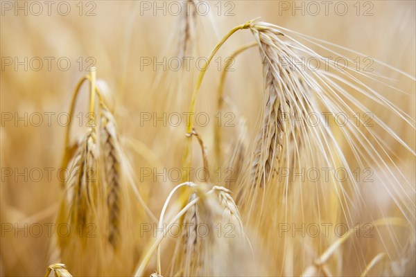 Close-up of ripe barley ears in a cornfield with blurred background, Cologne, North Rhine-Westphalia, Germany, Europe