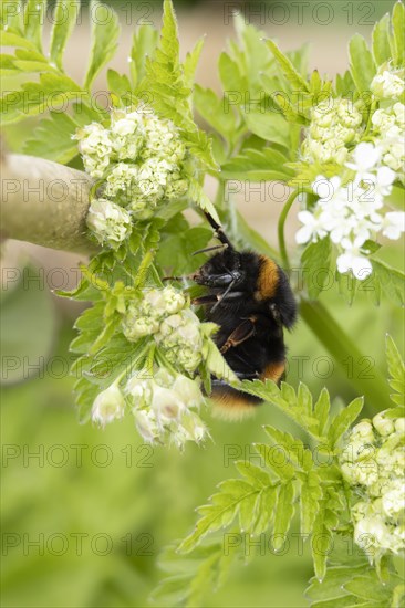 Buff tailed bumble bee (Bombus terrestris) adult resting on a Cow parsley flower head, England, United Kingdom, Europe