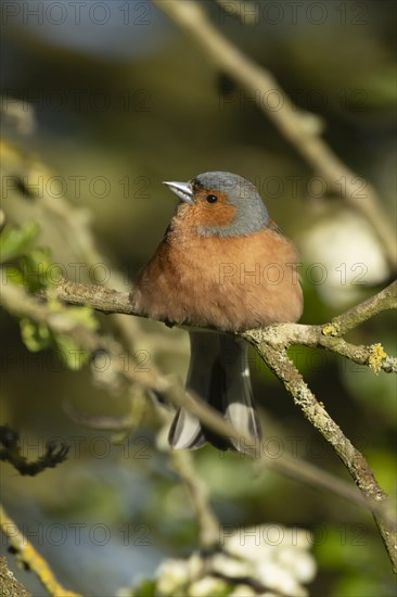 Eurasian chaffinch (Fringilla coelebs) adult male bird on a Hawthorn tree branch, England, United Kingdom, Europe