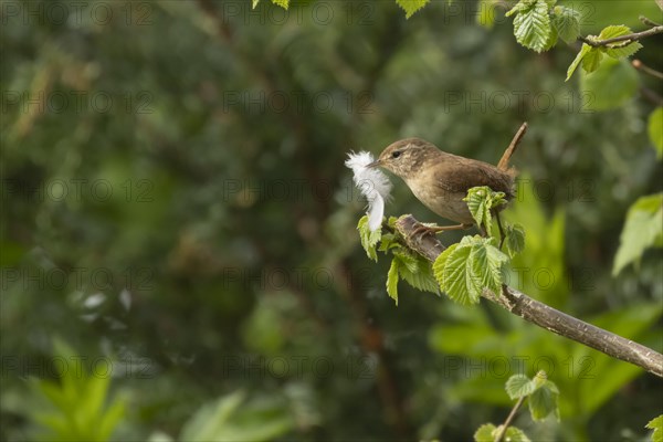 European wren (Troglodytes troglodytes) adult bird with a feather for nesting material in its beak on a Hazel tree branch, England, United Kingdom, Europe