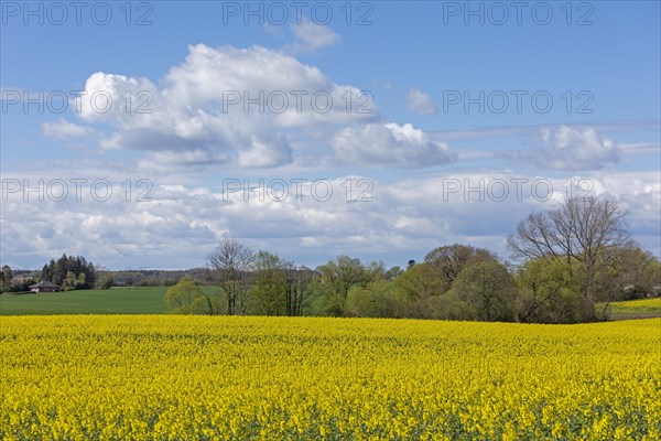 Rape field, trees, clouds, Rabel, Schlei, Schleswig-Holstein, Germany, Europe