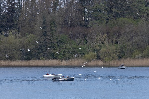 Seagulls, boats, people, herring fishing, near Kappeln, Schlei, Schleswig-Holstein, Germany, Europe