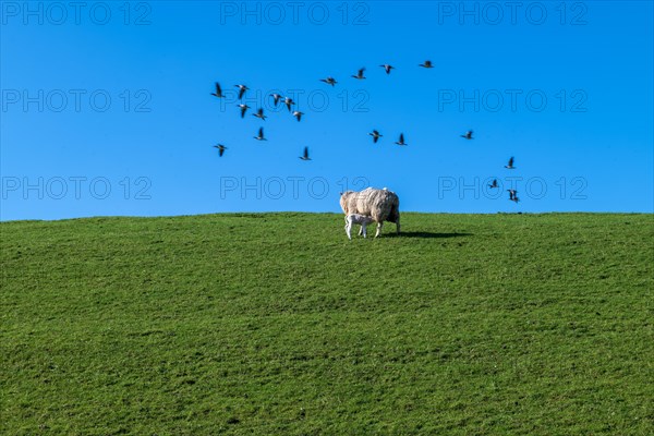 Ewe and lamb, flock of birds on the dyke to the Ems, Pogum, municipality of Jemgum, district of Leer, Rheiderland, East Frisia, Lower Saxony, Germany, Europe