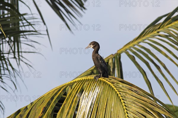 Great Cormorant (Phalacrocorax carbo) on a Palm tree, Backwaters, Kumarakom, Kerala, India, Asia