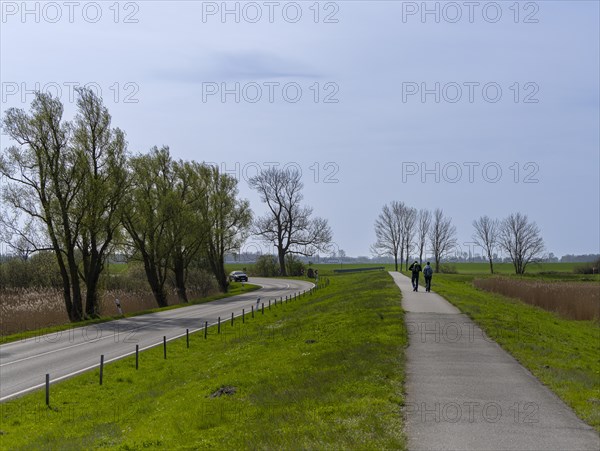 Walkers on a cycle path in the countryside, Moenchgut, Ruegen, Mecklenburg-Western Pomerania, Germany, Europe