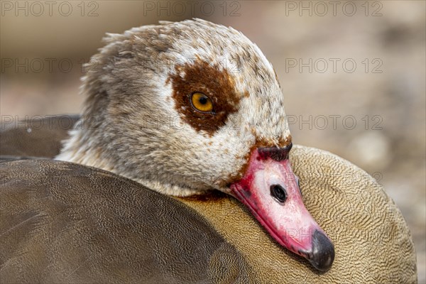 Egyptian geese (Alopochen aegyptiaca), head, portrait, on the banks of the Main, Offenbach am Main, Hesse, Germany, Europe