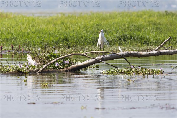 Great egret (Ardea alba) sitting on a tree trunk, Backwaters, Kumarakom, Kerala, India, Asia