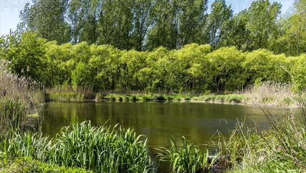 Nature at the large cleaning pond in Beech Forest, Hobrechtswald, Beech, Brandenburg, Germany, Europe