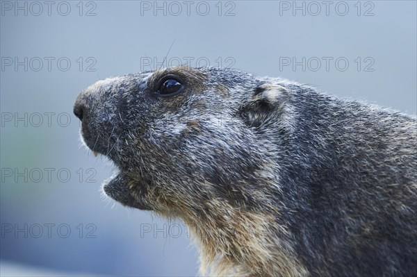 Alpine marmot (Marmota marmota), portrait, Grossglockner, High Tauern National Park, Austria, Europe