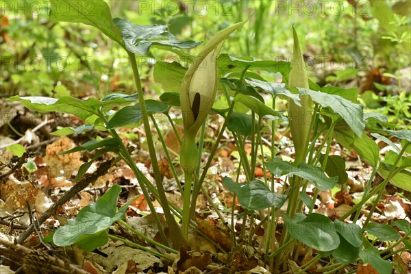 Leaves and flowers of the common arum (Arum maculatum) in the forest of the Hunsrueck-Hochwald National Park, Rhineland-Palatinate, Germany, Europe