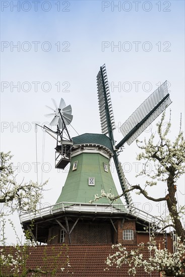 Historic windmill and blossoming fruit trees, three-storey gallery cottage, Twielenfleth, Altes Land, Lower Saxony, Germany, Europe