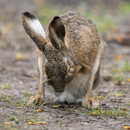 European hare (Lepus europaeus) sitting on a field path and cleaning itself, wildlife, Thuringia, Germany, Europe