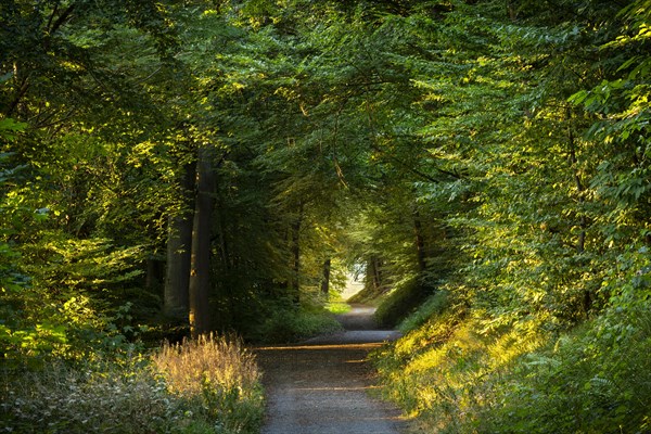 A forest path in a mixed forest with many Beech trees in summer. The evening sun shines into the forest. Neckargemuend, Kleiner Odenwald, Baden-Wuerttemberg, Germany, Europe