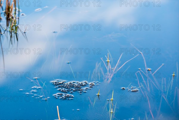 Frog spawn of the Common frog (Rana temporaria), amphibian of the year 2018, fresh spawn floating in a pond during mating season, surrounded by a few stalks of aquatic plants, rushes in a pond, clear reflection of the sky, calm atmosphere, reproduction, metamorphosis, Lueneburg Heath, Lower Saxony, Germany, Europe