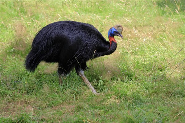 Northern cassowary (Casuarius unappendiculatus), adult, foraging, captive, Papua New Guinea, Oceania