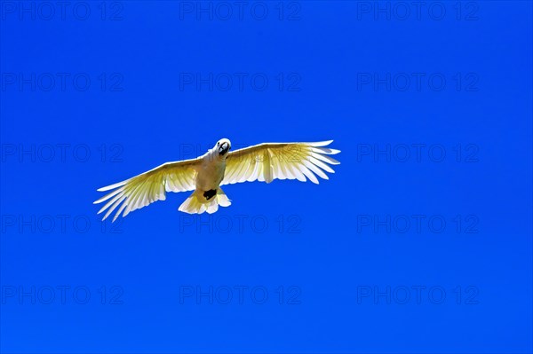 Little corella (Cacatua sanguinea), adult, flying, captive, Australia, Oceania