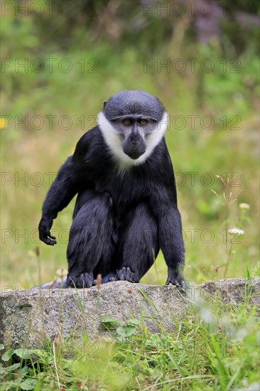 L'hoest's monkey (Cercopithecus lhoesti), adult, on rocks, vigilant, captive