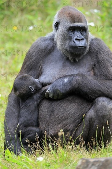 Western gorilla (Gorilla gorilla), adult, female, mother, young animal, baby, suckling, social behaviour, sitting, on ground, captive, western Africa