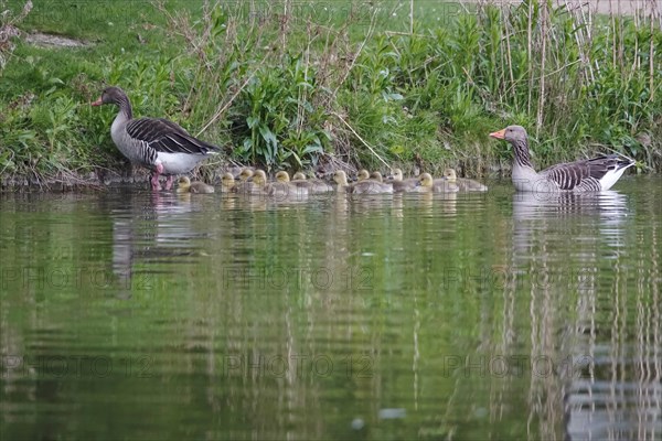 Pair of greylag geese with goslings, spring, Germany, Europe