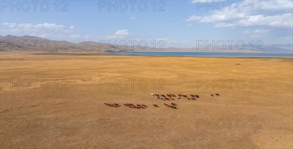 Herd of horses, Aerial view, Vast empty landscape at the mountain lake Song Kul in autumn, Moldo Too Mountains, Naryn region, Kyrgyzstan, Asia