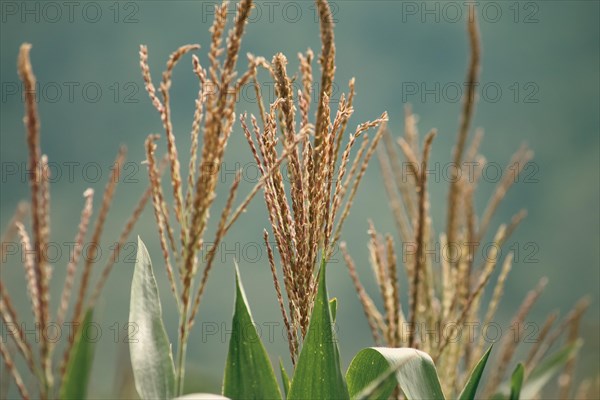 Close-up of green corn tassels in a field with soft focus background