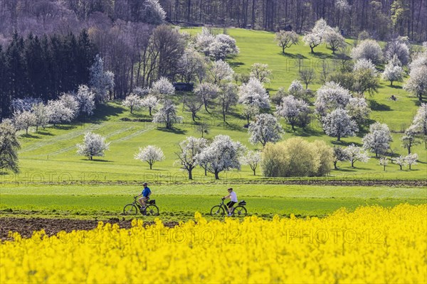 Blossoming fruit trees in the orchards of the Swabian Alb, cyclist, spring near Bissingen an der Teck, Baden-Wuerttemberg, Germany, Europe