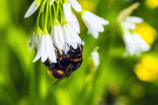 Bumblebee on Three-Cornered Leek, Snowbell, Allium triquetrum in forest at spring time