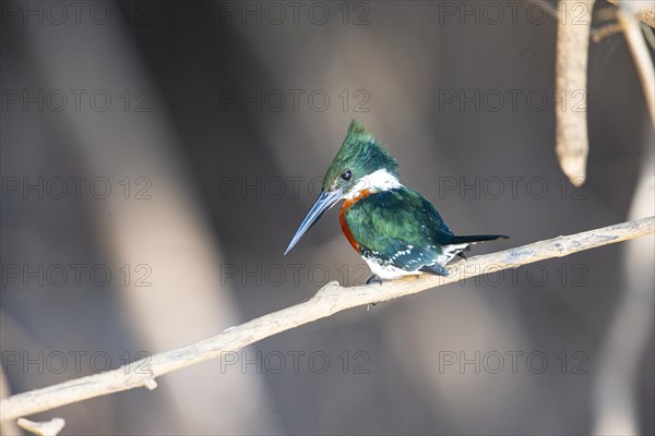 Green Kingfisher (Chloroceryle americana) Pantanal Brazil