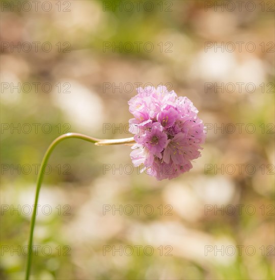 Single Sea thrift (Armeria maritima), also known as common Lady's Cushion, Flower of the Year 2024, delicate purple, violet and pink flower, hemispherical, head-shaped inflorescence, flower head on a species-typical curved stem or stalk against a blurred background with bokeh, endangered species, endangered species, species protection, nature conservation, close-up, macro photograph, Lower Saxony, Germany, Europe
