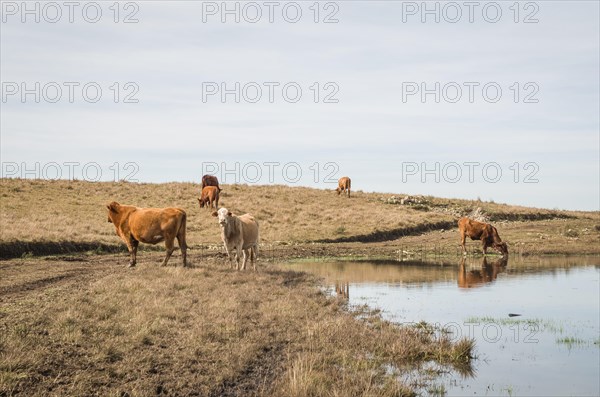 Cattle drinking water in farm lake, Cambara do sul, Rio Grande do sul, Brazil, South America