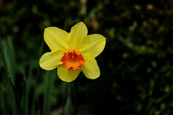 Yellow-orange Daffodil (Narcissus), single flower in a garden, Wilnsdorf, North Rhine-Westphalia, Germany, Europe