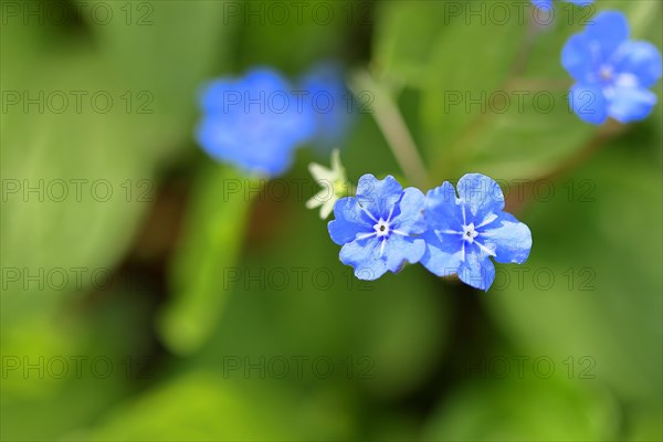 Garden Forget-me-not (Myosotis), blue flowers, ornamental plant, ornamental flower, flower, botany, blossom, spring, spring, Wilnsdorf, North Rhine-Westphalia, Germany, Europe