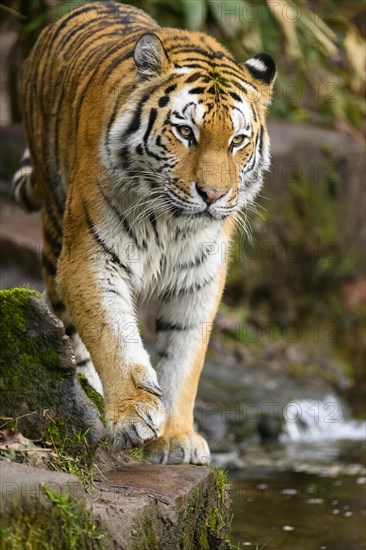 Siberian tiger or Amur tiger (Panthera tigris altaica) sneaking through the forest, captive, habitat in Russia