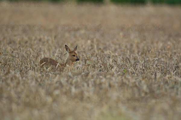 Roe deer (Capreolus capreolus) juvenile fawn female doe in a summer wheat field, Suffolk, England, United Kingdom, Europe