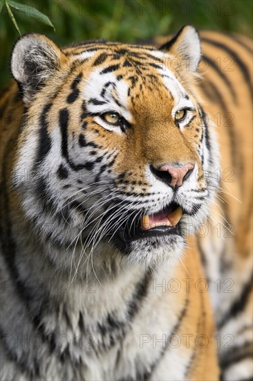 Portrait of a Siberian tiger or Amur tiger (Panthera tigris altaica) in the forest, captive, habitat in Russia