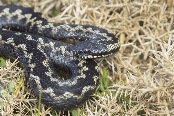 European adder (Vipera berus) adult snake basking on a gorse bush, England, United Kingdom, Europe