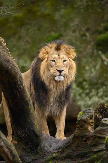 Asiatic lion (Panthera leo persica) male standing on a tree trunk, captive, habitat in India