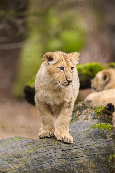 Asiatic lion (Panthera leo persica) cub climbing on a tree trunk, captive, habitat in India