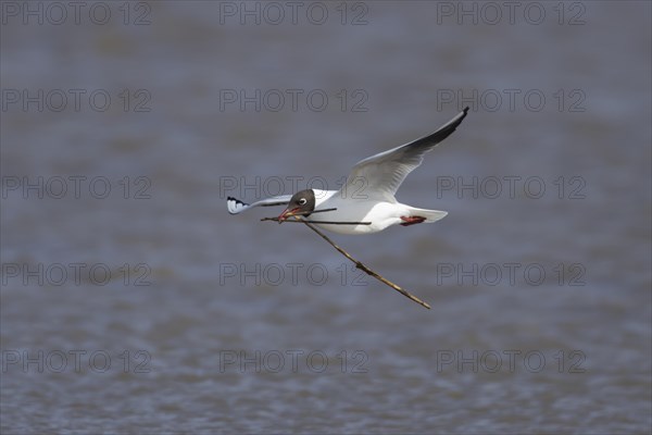 Black headed gull (Chroicocephalus ridibundus) adult bird in flight carrying nesting material in its beak, England, United Kingdom, Europe